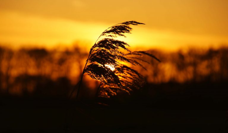 Reed with sunset