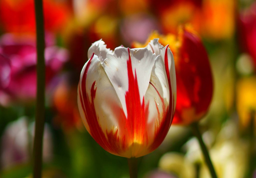 Red and White tulips