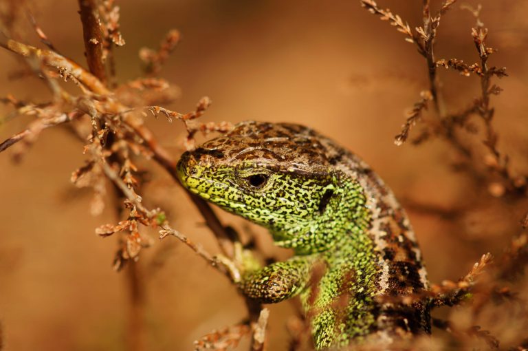 Sand lizard