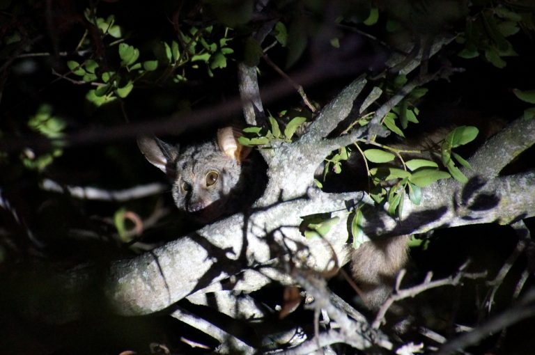 Bushbaby