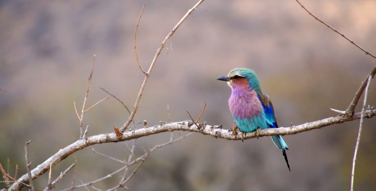 Lilac breasted roller