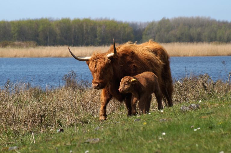 Scottish highlander with calf