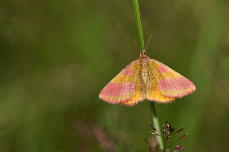 Pink and orange Butterfly