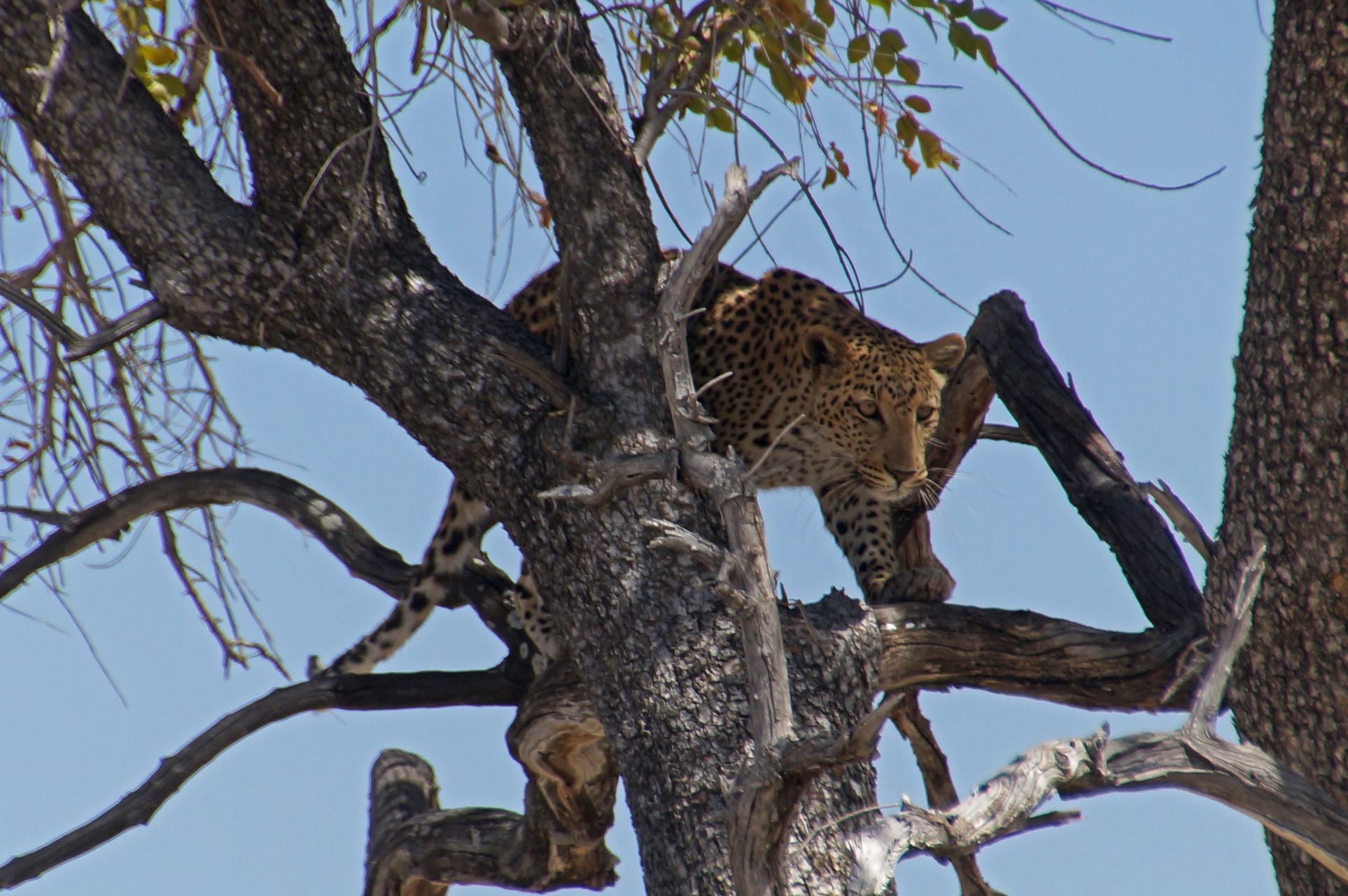 Leopart hunting in the tree