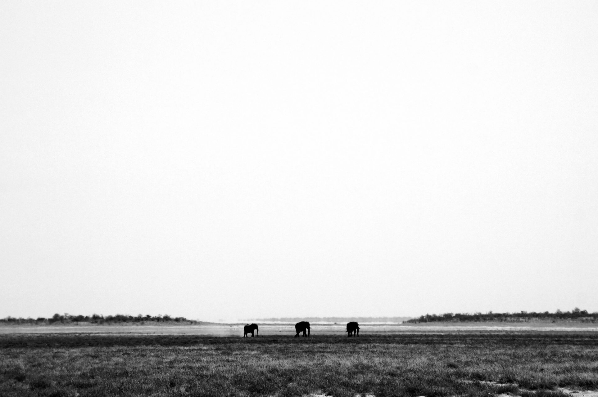 Elephants on the horizon