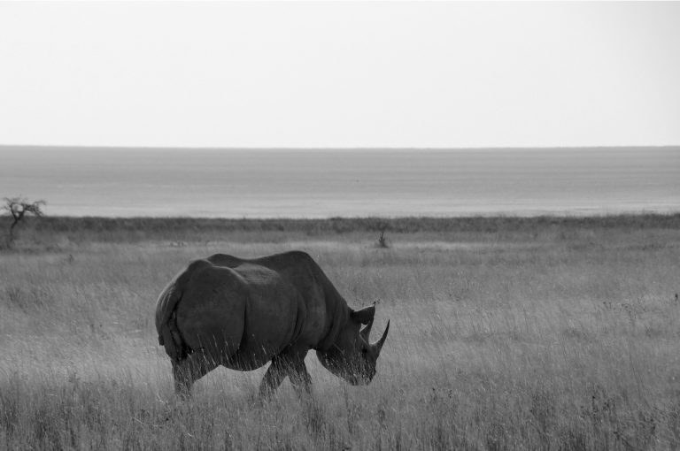 Rhino on the savanna