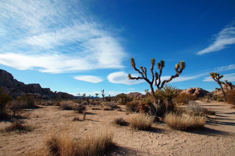 Joshua Tree NP