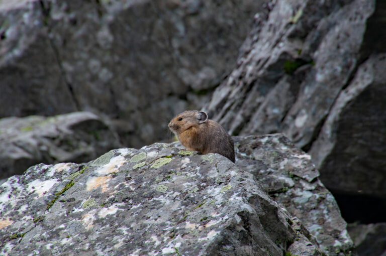 Pika