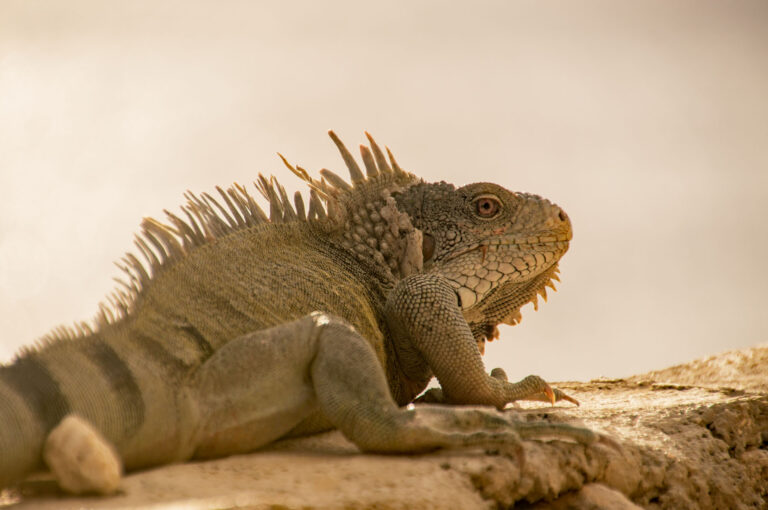 Iguana