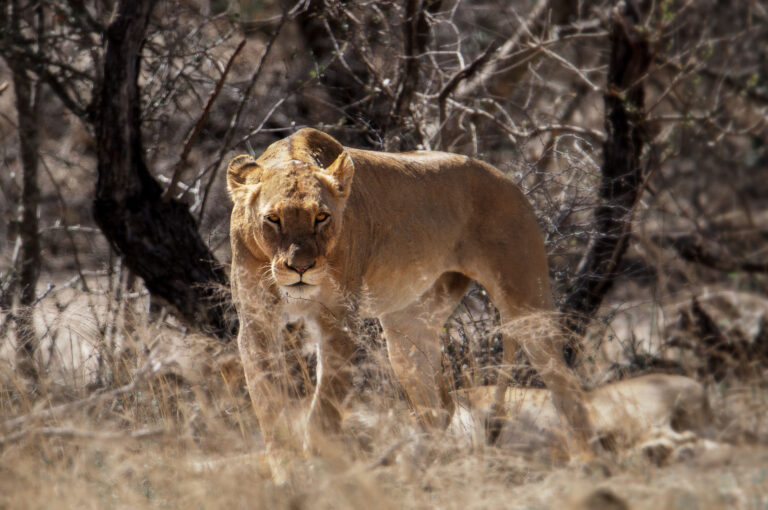 Lioness