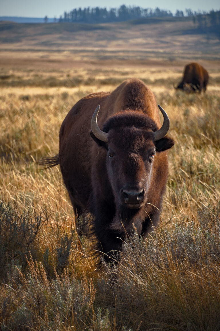 Bison in Yellowstone