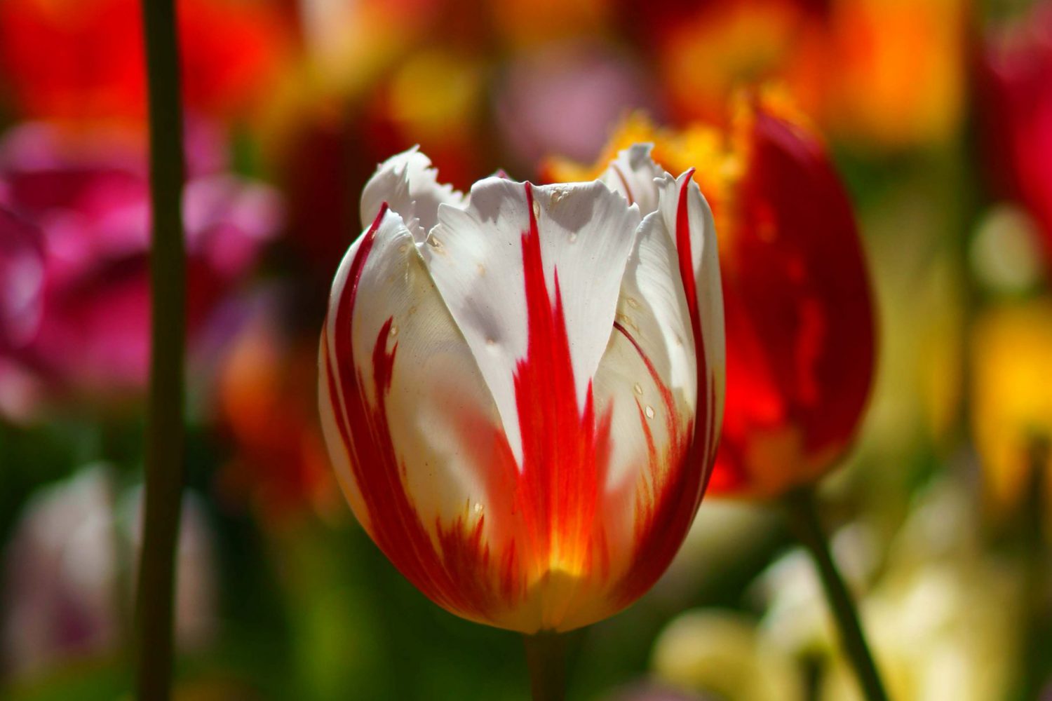 Red and White tulips