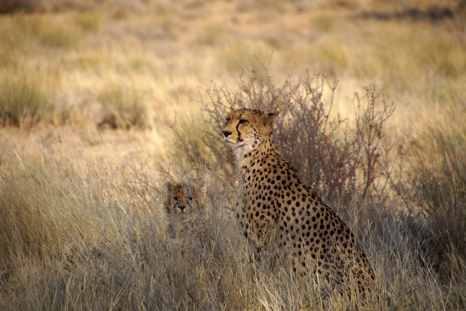 Cheeta with cub